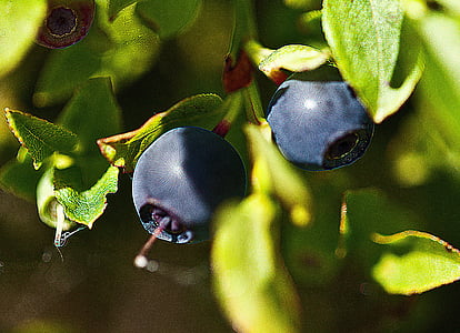 berries, undergrowth, fruit, forest fruits, blueberries, nature, collect