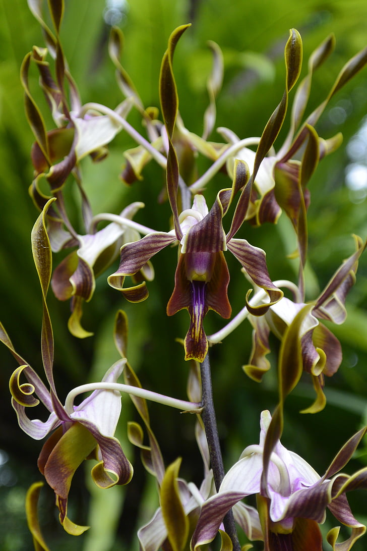 orkideer, Singapore, Botanisk have, natur, plante, close-up