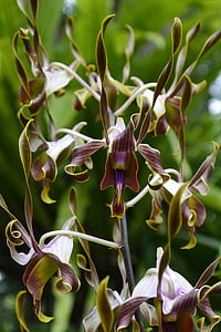 orquídeas, Cingapura, jardim botânico, natureza, planta, close-up