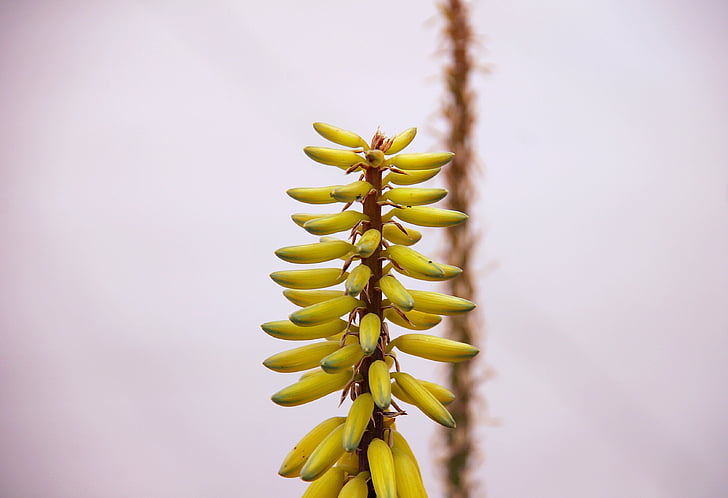 Aloe vera, kwiaty, materiał siewny, Natura, roślina, żółty, świeżość