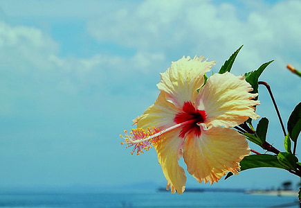 fleur, Mar, jaune, fleurs, mar de Beira, ensoleillée