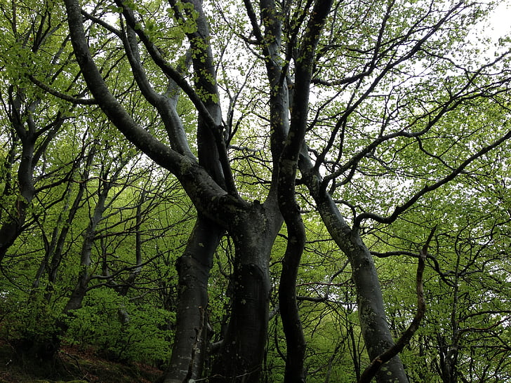 lemn, natura, sierracantabria, Euskadi, copac, pădure, în aer liber