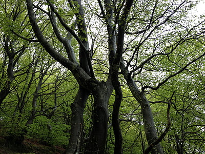 дървен материал, природата, sierracantabria, Euskadi, дърво, гора, на открито