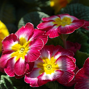 primrose, flower, spring, pink, yellow, plant