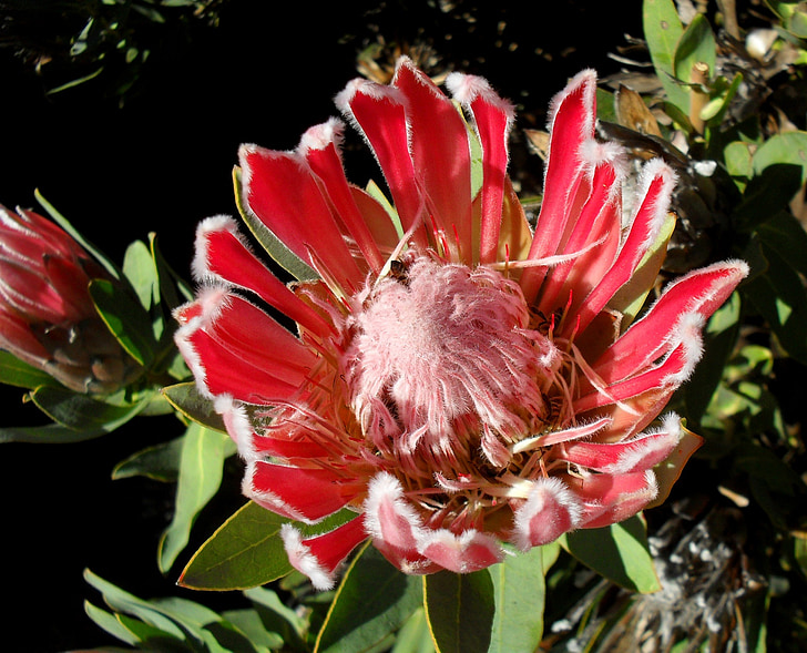 Protea, růžová, květ, květ, Bloom, květinové, okvětní lístky