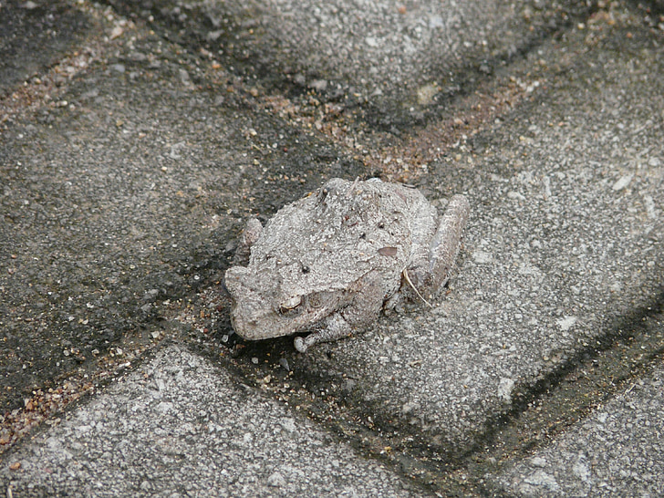 toad, camouflage, hide, discrete, adapt, tune in, attune