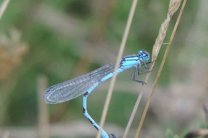 Dragonfly, blå dragonfly, insekt, Lukk, blå, vannet, dammen