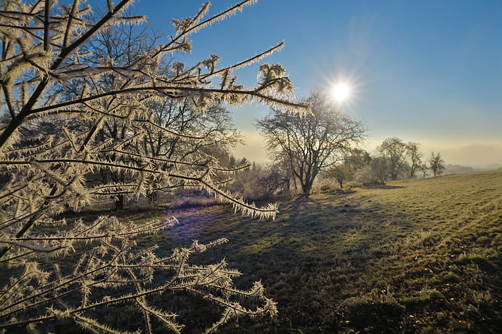 frost, meadow, winter, frozen, iced, ice, cold