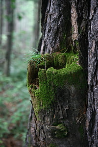 trunk, wood, moss, nature