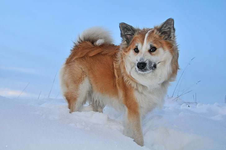 สุนัขไอซ์แลนด์, ฤดูหนาว, หิมะ, เย็น, สุนัข, อุณหภูมิเย็น, สัตว์ตัวเดียว
