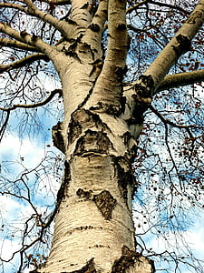 βετούλης (σημύδας), δέντρο, φυλλοβόλο δέντρο, δέντρο στον κήπο, φυλή, αισθητική, φλοιός