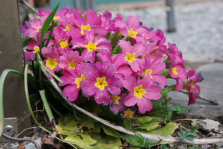 Primrose, Hoa, mùa xuân, Blossom, nở hoa, thực vật, màu hồng