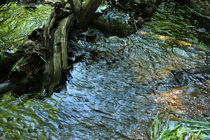 bach, water, waters, flowing, forest, green, movement