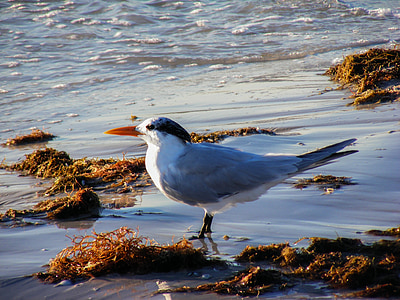 royal tern, bird, animal, wildlife, wild, beach, nature