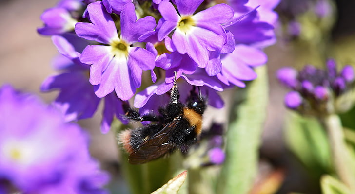 hummel, insect, nature, flower, drumstick, purple, incomplete