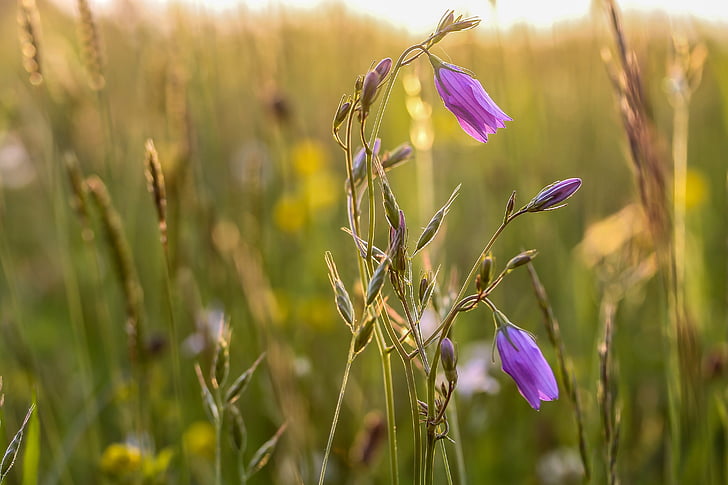 Bellflower, pieva, augalų, Gamta, violetinė gėlė, vasaros, violetinė