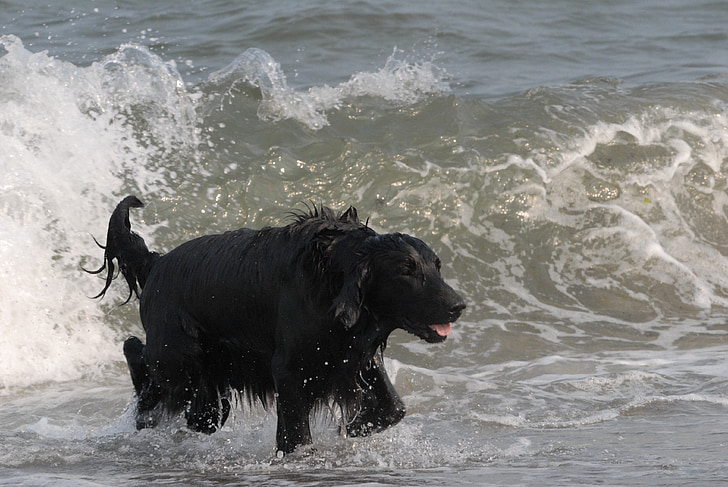 Flatcoated retriever, agua, ola, negro, perro