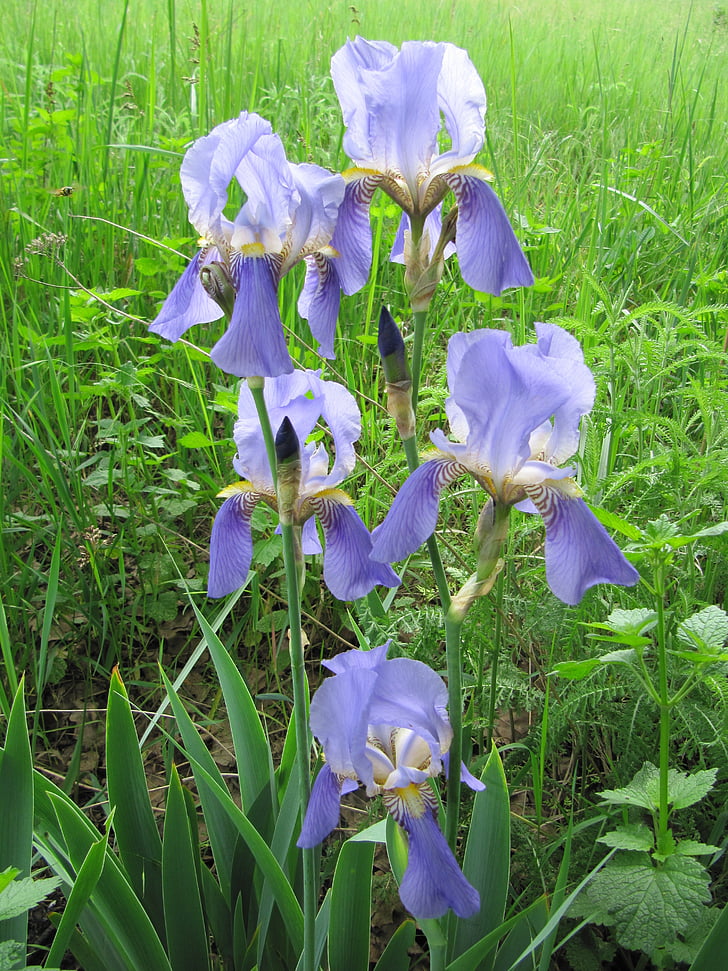 irises, lilac, flower, iris, spring, beautiful, garden flowers