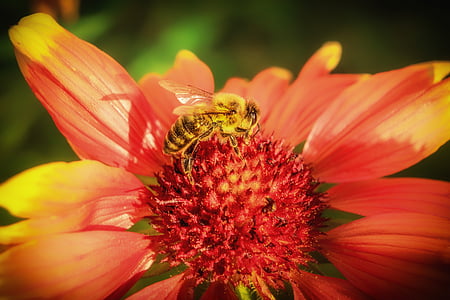 abelha, inseto, macro, fechar, flor, flor, flor