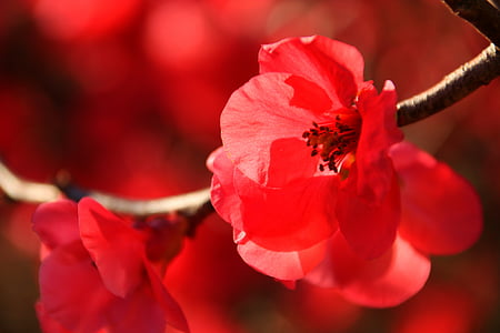 일본 꽃 crabapple, 겨울, 태양, 자연, 야외, 숲, 꽃