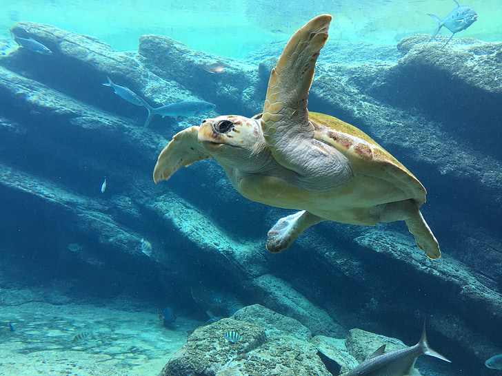 korytnačka, more, pod vodou, modrá, morská korytnačka, plaz, plávať