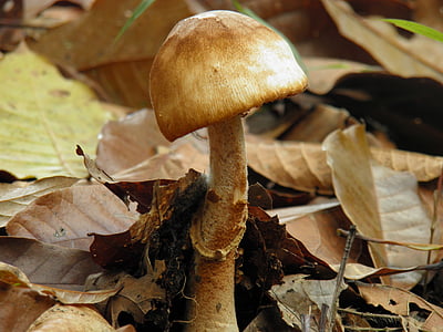 грибы, Природа