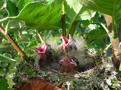 Küken, Frühling, Vögel, Leben, kleine Vögel, Baby-Vögel, Nest