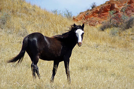 feral horse, wild, walking, panorama, landscape, range, herd
