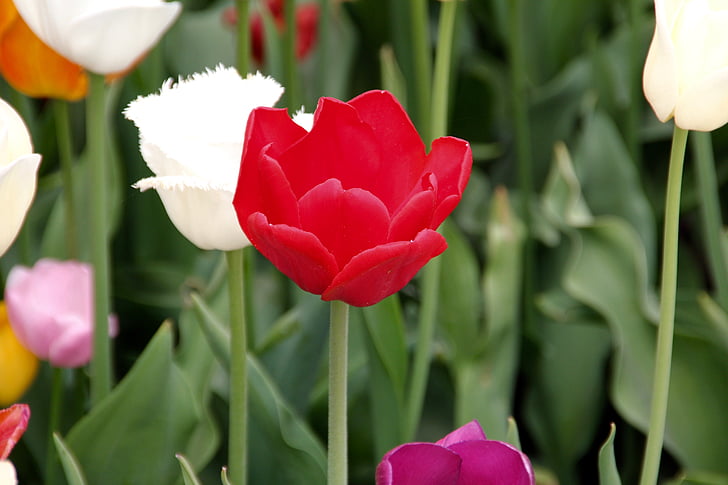 Tulip, поле квітів, цвітіння, цвітіння, завод, Весна квітка, Тюльпан поля