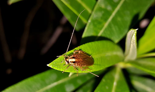 scarafaggio, Roach, Blattella germanica, insetto, bug, insettoidi, dei parassiti