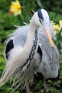 heron gris, elegante, Ardea cinerea, Close-up, pájaro, volar, alas