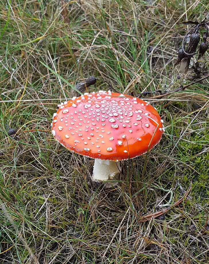 mushroom, toxic, rarely