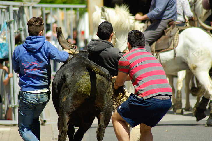 Camargue, fête de village, taureaux, gardians, Feria, cheval, gens