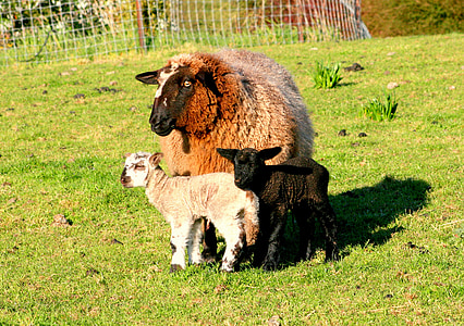 moutons de mère, agneaux, noir, blanc, ferme