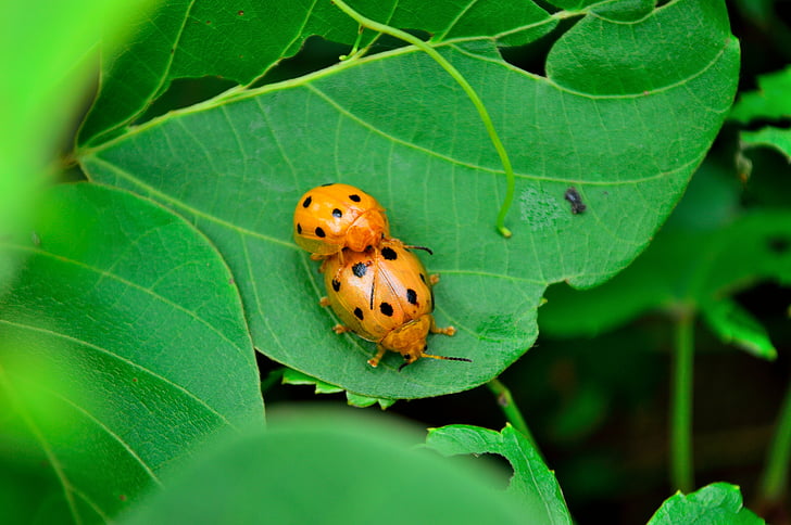 Ladybug, insekt, mating