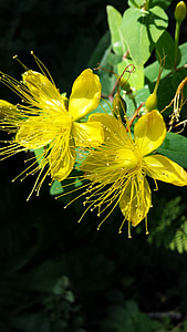 planta d'herba de Sant Joan, flors, l'estiu, groc, flor, Hypericum perforatum
