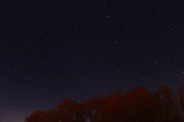 nature, trees, night, sky, stars, astronomy, star - Space