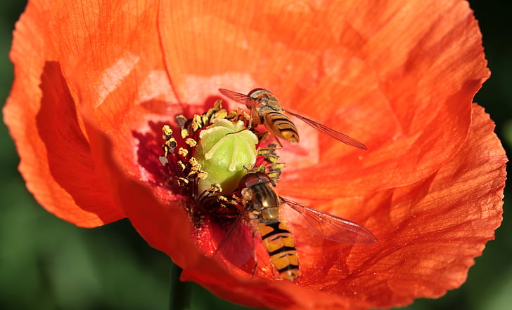 poppy, klatschmohn, poppy flower, wasp, house feldwespe, polistes dominulus, on approach