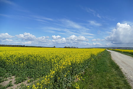 field of rapeseeds, clouds, sky, landscape, blue