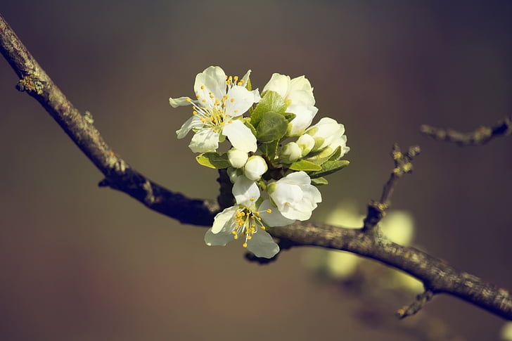 spring, flowers, white, nature, plant, cherry, tree
