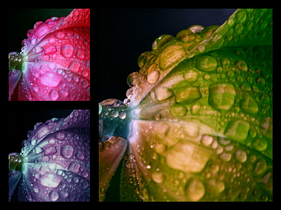 flor, Collage, Color, gota de agua, primavera