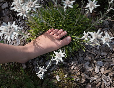os pés, Edelweiss, natureza, planta, flor alpina, flor selvagem, fechar
