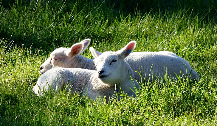 domba, hewan, padang rumput, rumput, musim semi, domba