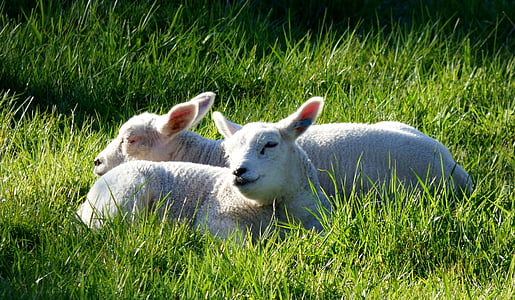 agneaux, animaux, pâturage, herbe, printemps, moutons