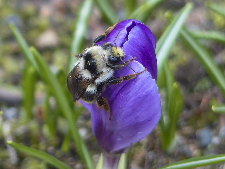 bumble bee, purple, crocus, blossom, flower, nature, spring