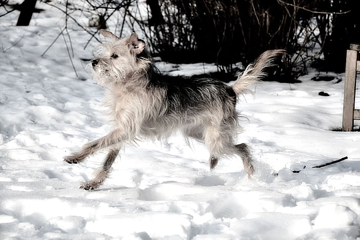 hund, liten hund, vaknat, nyfiken, terrier, snö, kör