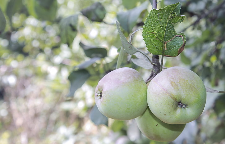 ябълка, природата, плодове, вкусни, Фриш, отглеждане, Грийн