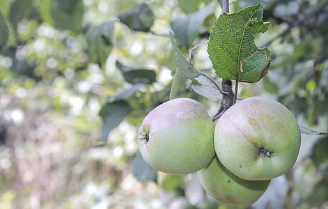 яблоко, Природа, фрукты, вкусный, Фриш, Выращивание, Грин