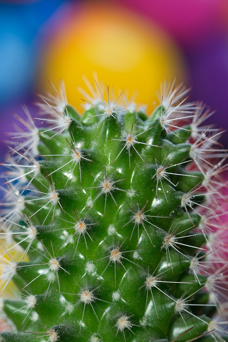 cactus, plant, thistle, tequila, dew, water, wilderness