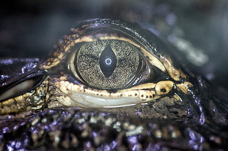 Auge, Alligator, Südamerika, Reptil, Tier